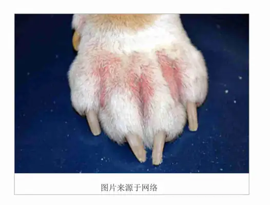 Skin diseases common to dogs and treatments (with pictures of dogs common skin diseases)