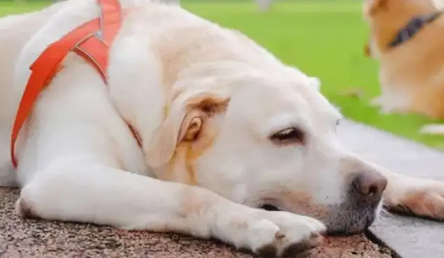 The dog's summer heat is dangerous. It's practical to judge if it's heat
