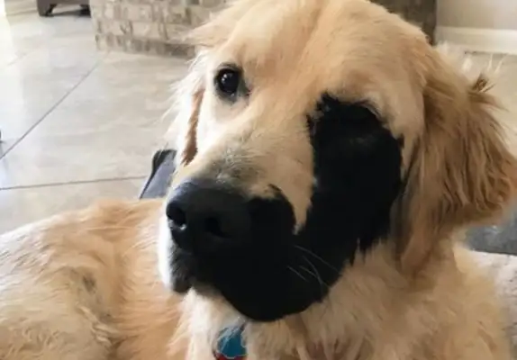 Goldhounds with a half-side mask are so special and unique!