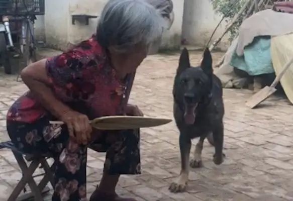 Grandma had trouble getting up, and pregnant dogs came to support her when they saw her