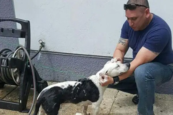 A abused stray dog broke into the police station and ended up unexpectedly