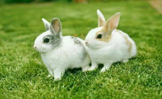 How long does a rabbit live? It's just a few normal years