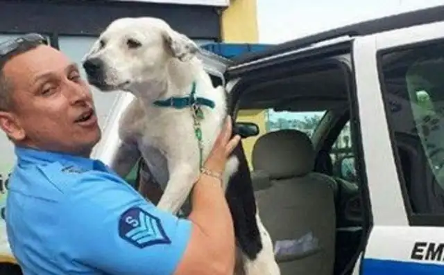 A abused stray dog broke into the police station and ended up unexpectedly