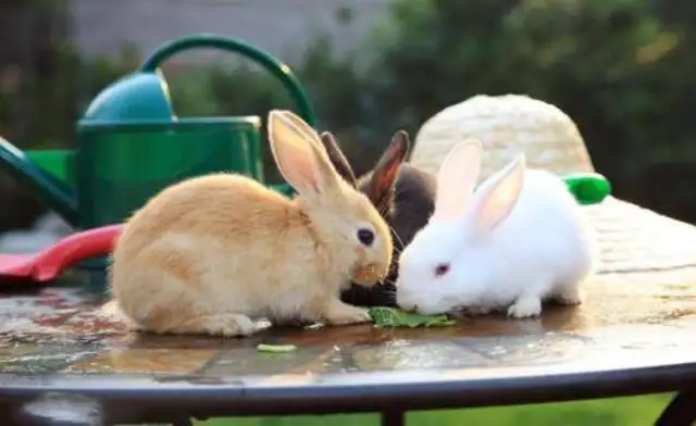 How long does a rabbit live? It's just a few normal years