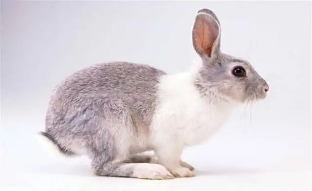 How long does a rabbit live? It's just a few normal years