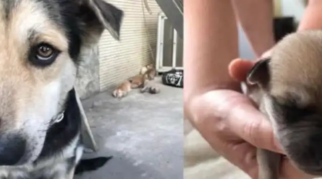 A tearing moment: a tragic death of a dog's baby and a painful burial of her mother
