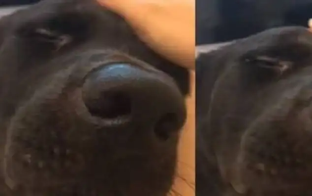 The big dog went to the window to look at the view, banged on the glass, and immediately went to the master to touch it