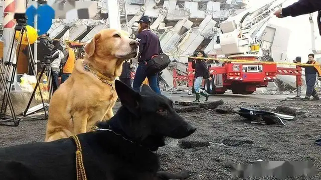 The search dog has a major illness, it needs blood and surgery, and it's enough for a day after the news
