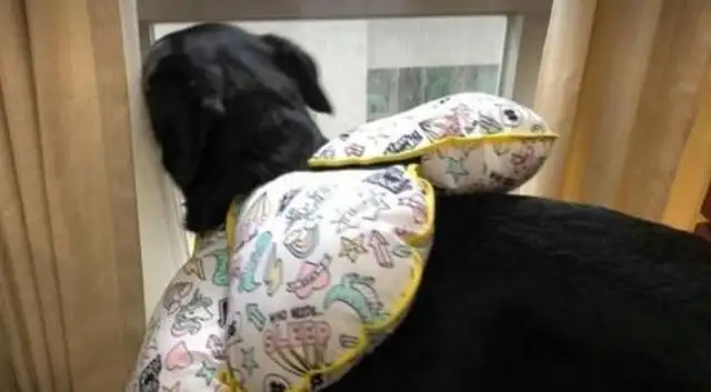 The big dog went to the window to look at the view, banged on the glass, and immediately went to the master to touch it