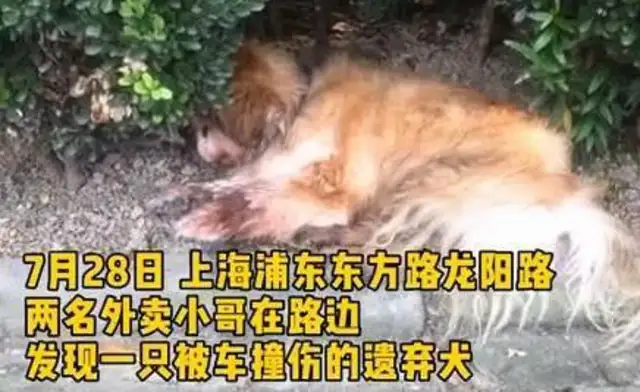 Dogs get hit by cars because they're old and abandoned. Master: Dogs don't want to raise