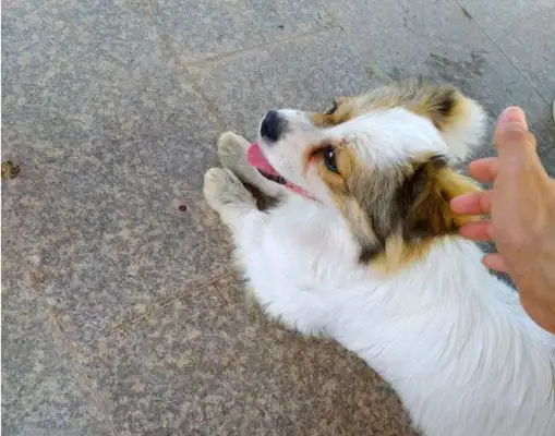 I'm gonna feed my little doggie a full meal
