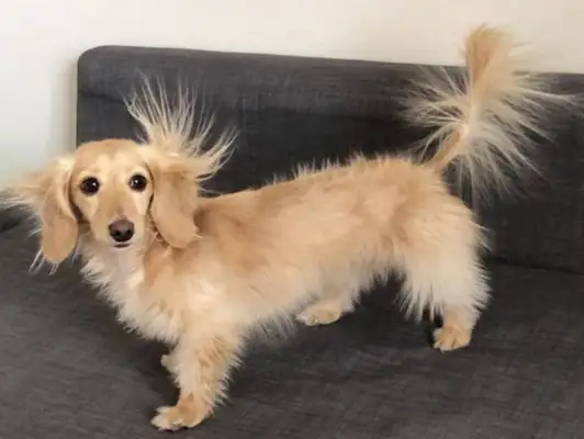 When the dog met the static sensor, the hair of the limbs in the ear was raised, and it was so refreshing