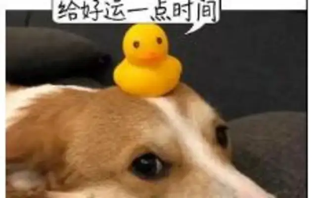 A pet shopkeeper in Quanzhou, bit off his lips by a dog! Doctor reminds me that special parts are more likely to be bitten by rabies