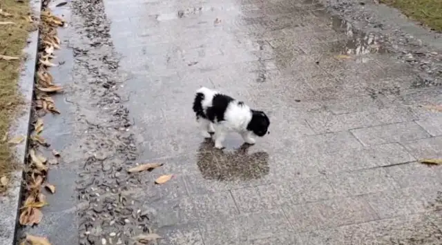 Having been raised for a week alone, he became a stray dog