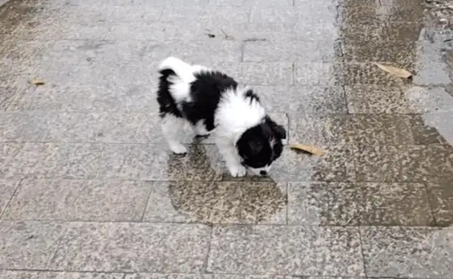 Having been raised for a week alone, he became a stray dog