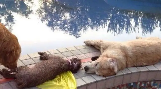 Aunt Love Dog died of electrocution with a leak in the fountain