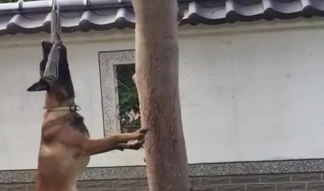 Dogs hang around trees and they don't move