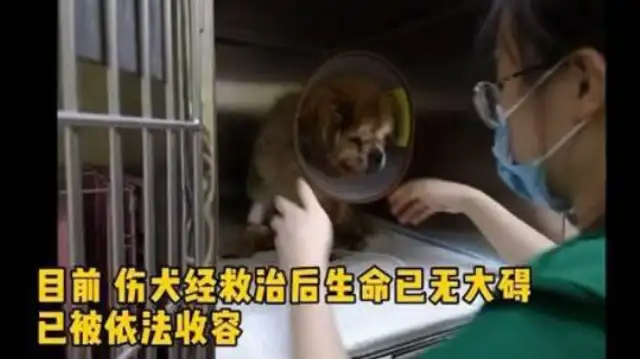 Dogs get hit by cars because they're old and abandoned. Master: Dogs don't want to raise