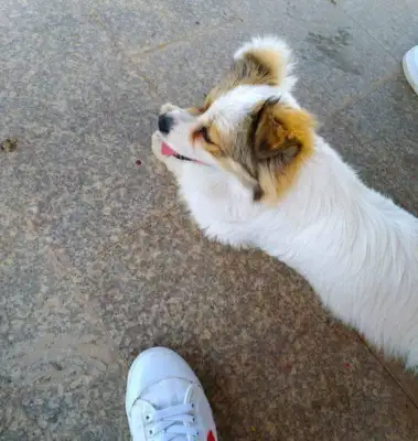 I'm gonna feed my little doggie a full meal
