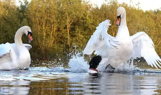 The dog entered the Swan Territory by mistake and was surrounded by a swan couple