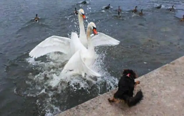 The dog entered the Swan Territory by mistake and was surrounded by a swan couple