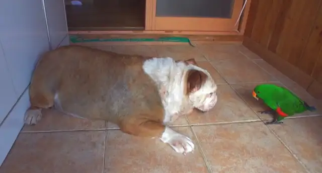Little parrot spits his stuff for the dog every day, takes it all and loses 24 pounds of weight