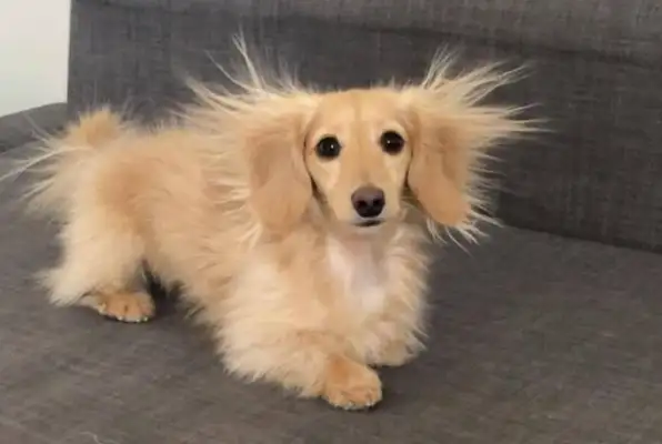When the dog met the static sensor, the hair of the limbs in the ear was raised, and it was so refreshing