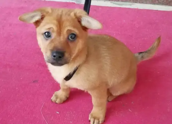 The girl picked up a stray dog, and the dog looked at her like shit