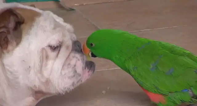 Little parrot spits his stuff for the dog every day, takes it all and loses 24 pounds of weight