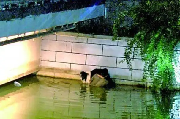 Do border shepherds swim