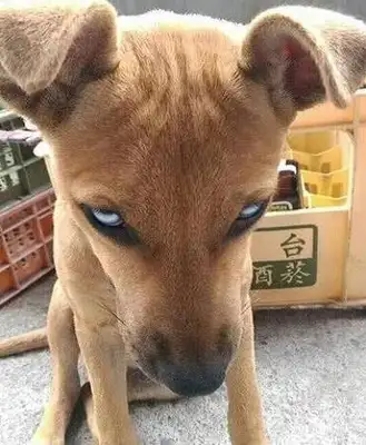 The girl picked up a stray dog, and the dog looked at her like shit