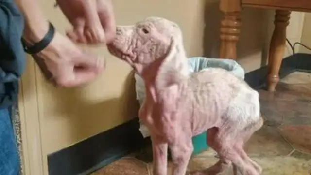From an ugly hairless puppy to a strong dog, it's the sense of accomplishment of relief
