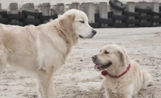 What's the story of a golden dog who comes out as a soldier dog for the Fourth of July?