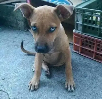 The girl picked up a stray dog, and the dog looked at her like shit