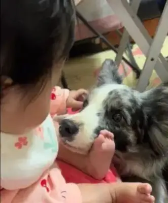 The sheepdog and the baby are so close, they can only see the little master
