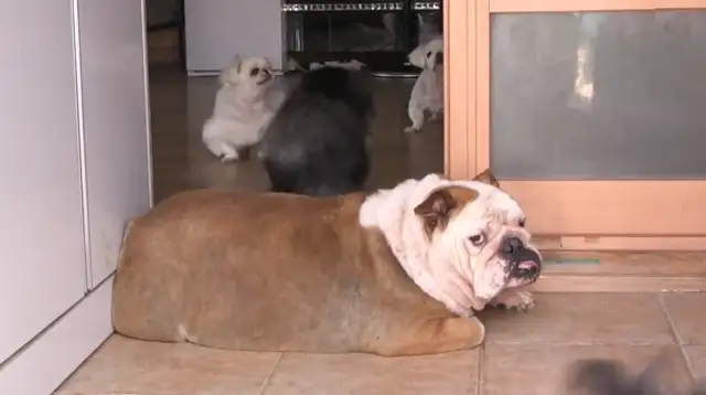 Little parrot spits his stuff for the dog every day, takes it all and loses 24 pounds of weight