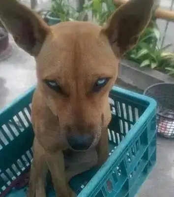The girl picked up a stray dog, and the dog looked at her like shit