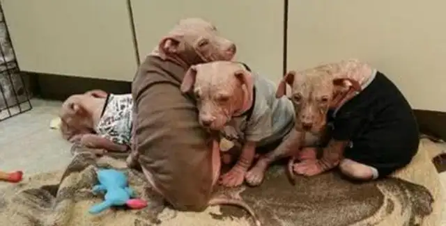 From an ugly hairless puppy to a strong dog, it's the sense of accomplishment of relief