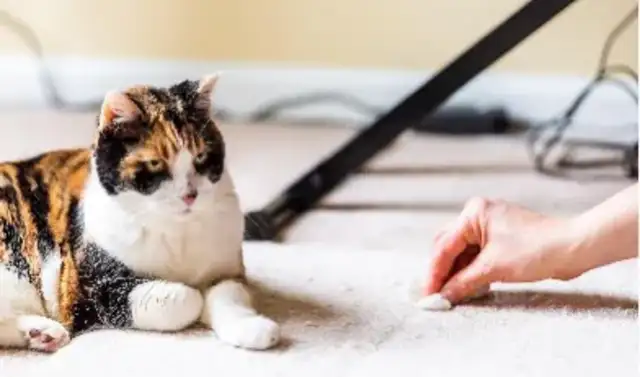 How do we distinguish between cat backstream and vomit? Professional vet told you