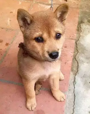 The girl picked up a stray dog, and the dog looked at her like shit