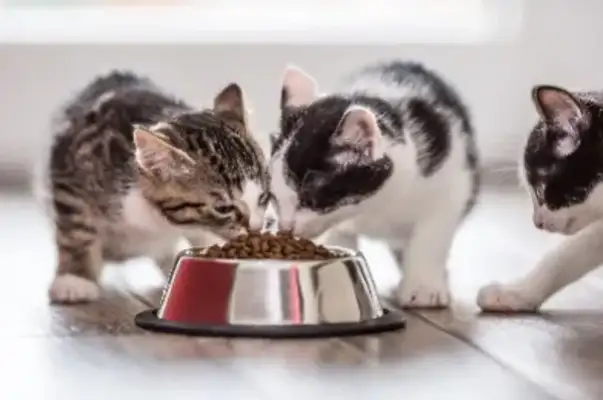 How do we distinguish between cat backstream and vomit? Professional vet told you
