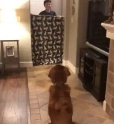 The dog thinks he's playing boring again