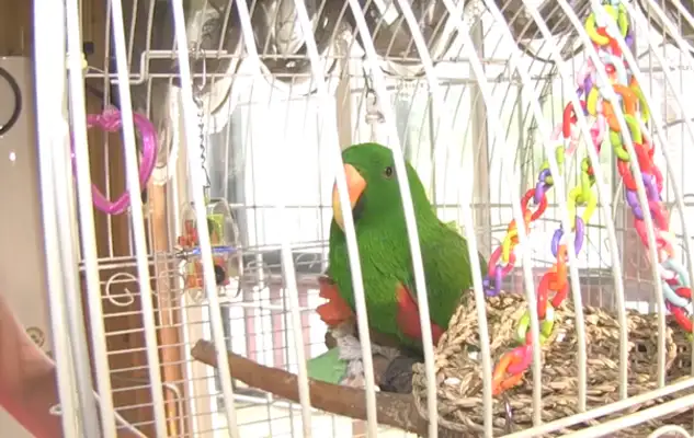 Little parrot spits his stuff for the dog every day, takes it all and loses 24 pounds of weight