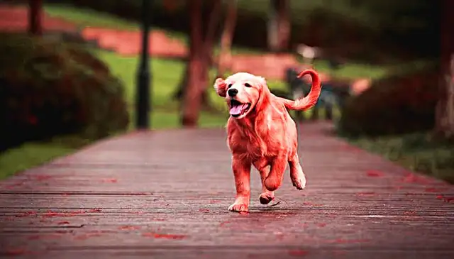 The golden dogs sell 300, no one wants them. The old people are a little stingy, but they despise them