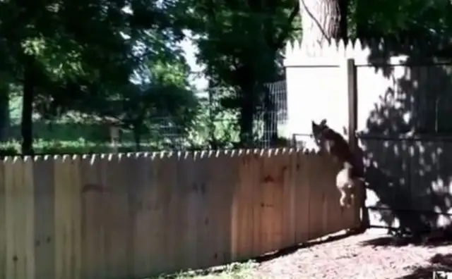 The master show built the fence and the dog hit him in the face
