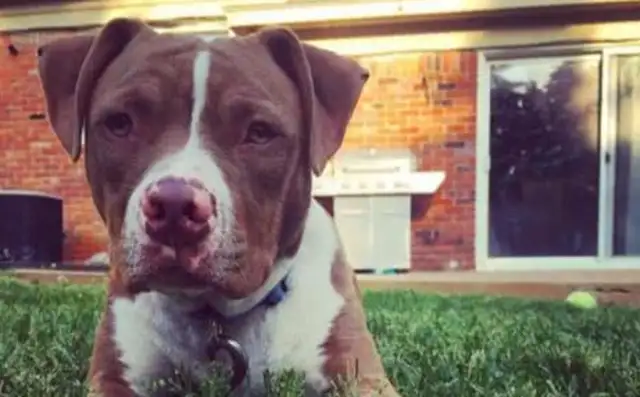 From an ugly hairless puppy to a strong dog, it's the sense of accomplishment of relief