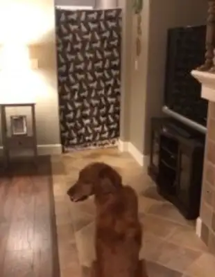 The dog thinks he's playing boring again
