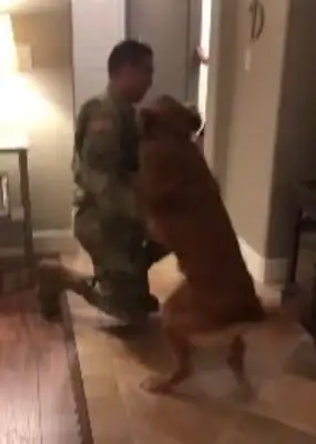The dog thinks he's playing boring again