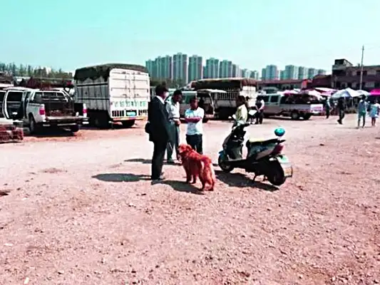 The golden dogs sell 300, no one wants them. The old people are a little stingy, but they despise them
