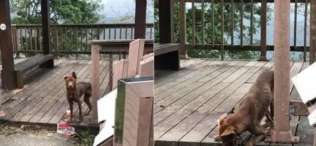 The dog's dead and he's so sad and thin that he's waiting for someone